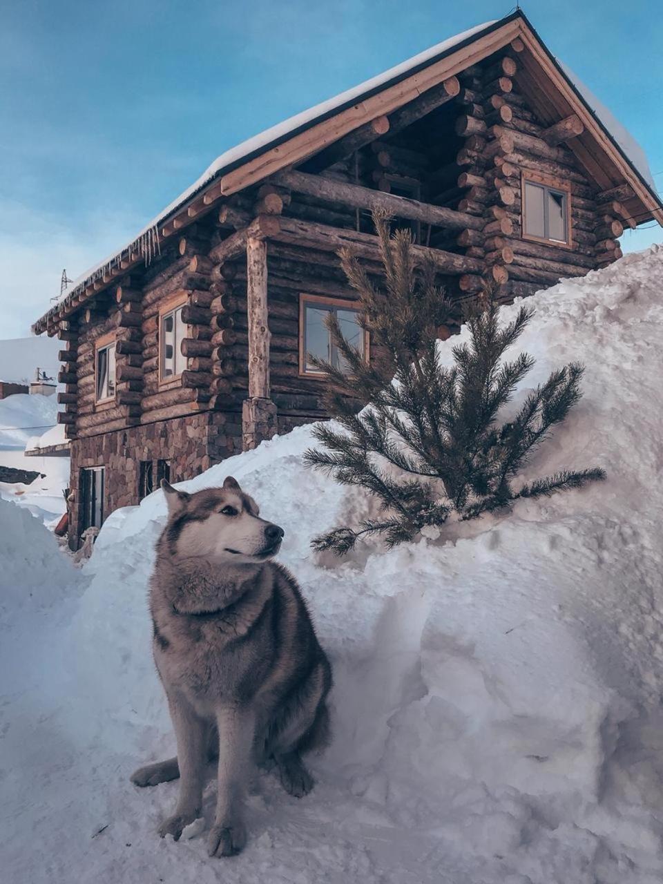 Mountain Cricket Chalets And Apartments Gudauri Exteriör bild